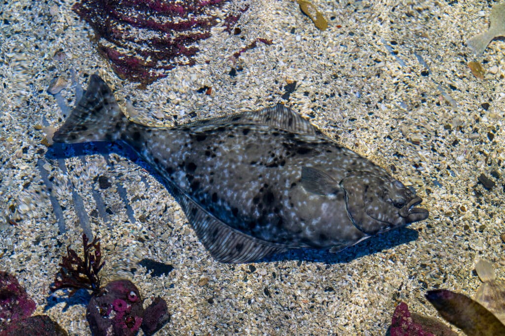 Tromsø, Troms, Norway - 26 February 2025 - A large Atlantic Halibut in the Polaria aquarium in Tromso